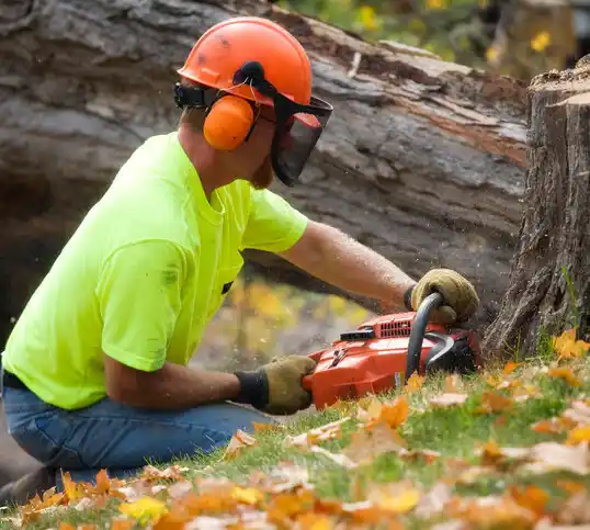 tree services East Orange